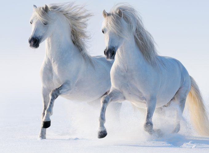 Wallpaper horses, cute animals, snow, winter, 5k, Animals 869853653